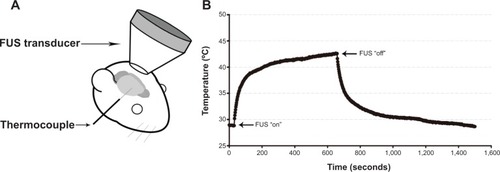 Figure 1 (A) Schematic representation of the experimental setup for temperature measurement. (B) Temporal temperature response at the focal point in the mouse brain before, during and after 10 minutes of continuous FUS sonication.Notes: The brain temperature of an anesthetized mouse was approximately 29°C before the FUS. The arrows in (B) indicate the time for FUS “on” and “off.”Abbreviation: FUS, focused ultrasound.