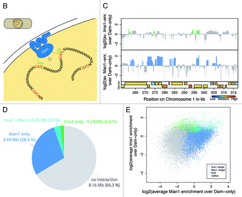 Figure 1B–E (See previous page for A). DamID of Ima1 and Man1. . (B) Schematic drawing of the DamID method with INM-proteins. GATC sequences that come in close proximity to the nuclear envelope will be methylated by the Dam-methylase fused to the respective INM protein. Methylated DNA sequences are amplified using restriction digests and adaptor-mediated PCR. (C) Example distribution of Ima1 and Man1 over ~70 kb on chromosome 1. Regions defined as targets by the Hidden Markow Model are colored in green and blue, respectively. Genes are colored by their expression statusCitation25 when available, otherwise shown in white. (D) Target distribution of Man1 and Ima1 in the S. pombe genome. Targets were defined using a Hidden Markow Model on array signals for all probes mapping uniquely in the genome. (E) Scatterplot of Man1-Dam ID scores vs. Ima1-DamID scores. Dots are colored based on their annotation by the Hidden Markow Model (Ima1-targets, Man1-targets, both, neither).