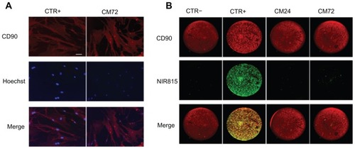 Figure 4 Dye transfer. Cells were double-labeled with Hoechst and CellVue® NIR815, their conditioned media taken up at various time points (24 and 72 hours) and used to assess possible leakage of either dyes. (A) Detection of Hoechst staining (blue) in CD90-positive hMSCs (red). CTR+: human mesenchymal stem cells directly labeled with the NIR815 dye (positive control); CM72: CD90 human mesenchymal stem cells incubated with conditioned media obtained 72 hours after NIR815 labeling. Scale bar 10 μm. (B) Detection of NIR185 signal in CD90-positive human mesenchymal stem cells. CD90 signal is shown in red, CellVue signal is shown in green.Abbreviations: CTR−, CD90-positive human mesenchymal stem cells in the absence of NIR815 staining; CTR+, CD90 human mesenchymal stem cells directly labeled with the NIR815 dye; CM24, CD90 human mesenchymal stem cells incubated with conditioned media obtained 24 hours after near-infrared labeling; CM72, CD90 human mesenchymal stem cells incubated with conditioned media obtained 72 hours after NIR815 labeling.