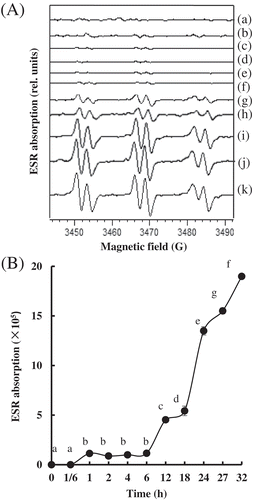 Figure 4. Changes in production of free radicals in Patinopecten yessoensis adductor muscle (PYAM) during LTLT processing at 55°C. (A) Development in electron spin resonance (ESR) spectroscopy absorption of the meat slurries with 40 mM α-(4-pyridyl-1-oxide)-N-tert-butylnitrone (POBN) added. (B) ESR spectra of the meat slurries with 40 mM POBN. (a) 0 h, (b) 1/6 h, (c) 1 h, (d) 2 h, (e) 4 h, (f) 6 h, (g) 12 h, (h) 18 h, (i) 24 h, (j) 27 h, and (k) 32h. Different letters mean significant (p < 0.05).