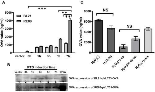 Figure 1 Inducible expression of OVA by RE88-pVLT33-OVA and BL21(DE3)-pVLT33-OVA. OVA was engineered into a bacterial expression plasmid (pVLT33), and RE88 and E. coli BL21 (DE3) strains bearing recombinant pVLT33-OVA were induced to express OVA by IPTG. (A) The strains were treated with 1mM IPTG for 0, 1, 3, 5, or 7 h, and OVA expression in the bacterial lysate was measured by ELISA. (B) Western blot analysis showing OVA expression. Lane 1: BL21/RE88 vector; lane 2: BL21-pVLT33-OVA/RE88-pVLT33-OVA, 0 h; lane 3: BL21-pVLT33-OVA/RE88-pVLT33-OVA, 1 h; lane 4: BL21-pVLT33-OVA/RE88-pVLT33-OVA, 3 h; lane 5: BL21-pVLT33-OVARE88-pVLT33-OVA, 5 h; lane 6: BL21-pVLT33-OVA/RE88-pVLT33-OVA, 7 h, lane 7: OVA standards. (C) OVA expression by RE88-pVLT33-OVA measured by ELISA. H2O2(–): RE88-pVLT33-OVA not inactivated by H2O2; H2O2(+): RE88-pVLT33-OVA inactivated by H2O2; H2O2(+)-up: supernatant of the H2O2-inactivated RE88-pVLT33-OVA lysate after centrifugation; H2O2(+)-down: pellet of the H2O2-inactivated RE88-pVLT33-OVA lysate after centrifugation; H2O2(+)-mix: supernatant and pellet of the H2O2-inactivated RE88-pVLT33-OVA lysate after centrifugation. Data are presented as the mean ± standard error of mean of three independent experiments. **P < 0.01, ***P < 0.001, NS, P > 0.05.