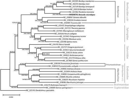 Figure 1. Maximum likelihood (bootstrap repeat is 1,000), neighbor joining (bootstrap repeat is 10,000), and Bayesian inference (1,000,000 generations) phylogenetic trees of all available silk moth (Bombycidae s.l.) mitochondrial genomes: Rotunda rotundapex (MN698791 in this study), Bombyx mandarina (NC_003395), Bombyx mori (NC_002355), Bombyx lemeepauli (NC_037149), Bombyx huttoni (NC_026518), Rondotia menciana (NC_021962), Ocinara albicollis (NC_038087), Ernolatia moorei (NC_038104), Triuncina daii (NC_036484), Prismosticta fenestrata (NC_038106), Prismostictoides unihyala (NC_038010), Andraca olivacea (NC_038082), Andraca theae (NC_032694), Comparmustilia sphingiformis (NC_038083), Mustilia undulosa (NC_038085), Mustilizans hepatica (NC_038105), Oberthueria jiatongae (NC_038086), as well as 16 moths of all available Bombycoidea genera: Ampelophaga rubiginosa (NC 035431), Theretra japonica (NC 037725), Macroglossum stellatarum (NC_037441), Parum colligata (NC_039166), Psilogramma increta (NC_037445), Manduca sexta (NC_010266), Sphinx morio (NC_020780), Neoris haraldi (NC_036765), Eriogyna pyretorum (NC_012727), Saturnia boisduvalii (NC_010613), Actias selene (NC_018133), Antheraea pernyi (NC_004622), Attacus atlas (NC_021770), Samia cynthia ricini (NC_017869), Brahmaea hearseyi (NC_034279), Ganisa cyanogrisea (NC_038084), and a lappet moth: Dendrolimus spectabilis (NC_025763) as an outgroup. Phylogenetic tree was drawn based on maximum likelihood tree. The numbers above branches indicate bootstrap support values of maximum likelihood, neighbor joining trees, and posterior probability of Bayesian inference tree, respectively.