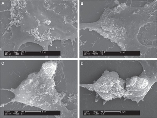 Figure 9 SEM observation of nano-COM crystal adhesion to H2O2-treated Vero cell surface.Notes: Vero cells were treated with (A) 0 mmol/L (B) 0.3 mmol/L (C) 0.5 mmol/L, or (D) 1.0 mmol/L H2O2 for 1 hour and then incubated with 100 μg/mL nano-COM for 6 hours. Scale bars: 5 μm.Abbreviations: COM, calcium oxalate monohydrate; SEM, scanning electron microscopy.