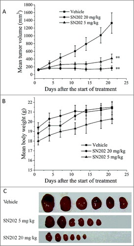 Figure 5. Inhibition of tumor growth by SN202 in 786-0 xenograft model. (A) Mean tumor volume after the start of treatment. (B) Mean body weight of mice after the start of treatment. (C) Tumors resected from nude mice on 21 d. Renal carcinoma 786-0 cells (106 cells) were implanted into the left armpit of each nude mouse to develop tumors. Mice bearing tumors around 120 mm3 were orally treated with SN202 (5 mg/kg and 20 mg/kg) once per day for 21 days. Tumor volume and body weight were recorded twice per week. Data are expressed as mean ± SEM. **P< 0.01 versus the vehicle group.