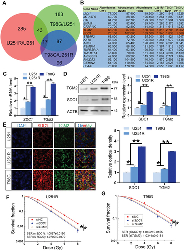 Figure 2. SDC1 and TGM2 enhanced radioresistance of GBM cells. (A) Wayne chart of the overexpressed genes in U251R and T98G cells in comparison with U251 or U251R cells. The interaction contains 17 genes. (B) List of above 17 upregulated genes. (C) Real-time PCR analysis of SDC1 and TGM2 mRNA levels in U251, U251R and T98G cells. (D) Western blot analysis (left) and quantification (right) of SDC1 and TGM2 protein expression levels in U251, U251R and T98G cells. (E) Immunofluorescence staining (left) of SDC1 and TGM2 and their relative densities (right) in xenografts of U251, U251R and T98G cells. Scale bars: 20 μm. (F-G) Dose responses of the survival fractions of U251R (F) and T98G (G) cells transfected with siNC (negative control), siSDC1 and siTGM2, respectively. *P < 0.05 and **P < 0.01.