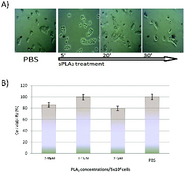 Figure 2. (A) Kinetics of Best-transfected MDCK II cells treatment with PLA2 (1.5 × 10−6 mol L−1 and Trypan blue staining at 30 min). (B) In vitro cytotoxic effect of pure sPLA2 (0.5 to 1.5 × 10−6 mol L−1 on MDCK II-Best1 cells after two hours exposure to different snake venom sPLA2 concentrations.