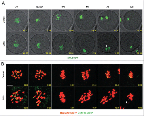 Figure 5. MRE11 controls chromosome segregation and integrity.(A) Time-lapse imaging of control and mirin treated H2B-EGFP oocytes.  Maximum intensity z-projection of H2B-EGFP and single section of bright-field images in selected time frames are shown. (B) Imaging of chromosome dynamics and integrity in live oocytes expressing H2B-mCHERRY and CENPC-EGFP and maturing in control or Mirin supplemented medium. Maximum z-projection of confocal section of selected time intervals is shown. Arrowheads show DNA anaphase bridges.