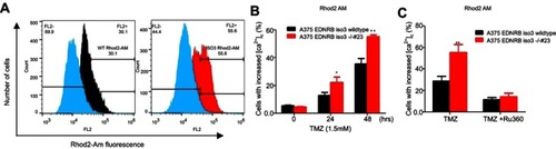 Figure 5 Depletion of EDNRB isoform 3 induced increase in mitochondrial Ca2+ concentration. (A) Representative flow cytometry histograms indicating Rhod2-AM staining signals of EDNRB isoform 3-depleted and control A375 cells after treated with 1.5 mM TMZ for 24 and 48 hrs. Rhod2 fluorescence intensity was monitored by flow cytometry. (B) The percentages of Rhod2 fluorescence cells are shown for three experimental conditions (mean±SD). (C) Rhod2 fluorescence intensities were also assessed in the presence of 1 mM Ru360. *p<0.05; **p<0.01.