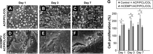 Figure 5 Morphology of PDLCs on scaffolds.Notes: At days 1, 3, and 7 after cell seeding, SEM showed the PDLCs could attach and grow on the multiphasic scaffolds ACP/PCL/COL. The cells adhering to the fibers appeared as rounded or spindle-shaped morphology (A–C). Cells on rhCEMP1/ACP/PCL/COL exhibited extended distended, spread morphology (D–F). The PDLCs proliferated stably during a prolonged culture period on/within ACP/PCL/COL scaffold, but rhCEMP1/ACP/PCL/COL tended to suppress the growth of cells (G). SEM images were taken at 1,000× magnification; *P<0.05.Abbreviations: ACP, amorphous calcium phosphate; COL, Type I collagen; PCL, poly(ε-caprolactone); PDLCs, periodontal ligament cell; rhCEMP1, recombinant human cementum protein 1; SEM, scanning electron microscopy.