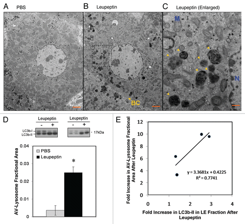 Figure 3 Ultrastructural changes in autophagosomes and lysosomes induced by leupeptin treatment. (A) Representative electron micrograph at 1,900x of a hepatocyte from a PBS treated animal. Scale bar = 2 µm. (B) Representative micrograph at 1,900x of a hepatocyte 60 min after injection of 40 mg/kg leupeptin. A bile canaliculus (BC) is denoted by a yellow arrow. Scale bar = 2 µm. (C) 5,800x magnification of the framed area in (B) demonstrating engorged lysosomes and late autophagosomes (yellow arrowheads). The nucleus (N) and a representative mitochondria (M) are labeled in blue. Scale bar = 500 nm. (D) Morphometric analysis of autophagosome (AV) and lysosome cross-sectional area in hepatocytes as a fraction of total cytoplasmic area. Filled bar represents the mean ± SD for leupeptin treated livers and the open bar represents the mean ± SD for PBS treated livers (n = 4 animals per treatment pooled from two independent experiments; n = 20 randomly selected hepatocytes per specimen). LC3b western blots for all eight liver specimens that were included in the morphometric analysis are depicted above the bar graph. *p = 0.01, Students 2-tailed t-test. (E) Scatter plot depicting the induction of AV-lysosome area versus the induction in LC3b-II content in the LE fraction of the four leupeptin-treated livers depicted in (D). A linear regression line is also depicted.