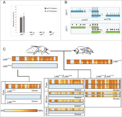 Figure 2. Methylation levels of the region spanning exon 16 and exon 18 of the αLAM gene. To follow the inheritance of methylation across a generation a single male drone was mated with a queen; haploid drones develop from unfertilized eggs laid by the queen, and diploid workers/queens develop from fertilized eggs. BS-sequencing was performed on individuals collected from 3 hives (#1-3). (A). Methylation density of the 4 AmLAM alleles analyzed: LAMC+CT, LAMC+GA, LAMCΔGA, and LAMT+GT across 2 amplicons, ex1617 and ex1718. It should be noted that no sequence variation was present in the ex1617 amplicon that allowed for the discrimination between the LAMC+CT and LAMT+GT alleles, and as such individuals from hive #2 were excluded from the methylation density analysis for ex1617. (B). Schematic of the most frequent patterns of methylation linked to the LAMC+CT and LAMCΔGA alleles found in hive #1. (C). Pedigree of hive #1 showing the percentage frequency that one of the 25 CpG sites in the analyzed region was found to be methylated, 0% indicating that the CpG was never found to be methylated, 100% indicating that the CpG was always found to be methylated. BS-sequencing was performed on the founding drone and queen, and their progeny at multiple stages of development (48 h larva, 96 h larva, and pupal stages). To account for potential tissue-specific methylation effects, 2 tissue types were analyzed in adult and pupal stages, the brain/head and thorax; larvae were processed whole. In cases in which 2 tissue types were analyzed, brain/head results are indicated in the top panel, thorax in the bottom panel. Note that in individuals of the LAMC+CT/ LAMC+CT genotype individual alleles could not be distinguished from one another, the percentage frequency result has been duplicated to indicate ploidy.