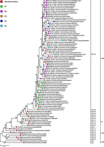 Figure 1. A simplified version of the phylogenetic tree of the HA genes of H9N2 viruses. The original phylogenetic tree based on the full-length HA sequences of 6,274 H9N2 AIV strains isolated from China was constructed by MEGA version 11 (http://www.megasoftware.net/) using a maximum-likelihood method with the Kimura 2-parameter model and 1,000 bootstrap replicates. For visualization, we randomly selected part of 6,274 H9N2 AIV strains to show a simplified version. The red squares represent standard strains in each branch of H9N2 viruses, whereas the coloured circles indicate representative strains of H9N2 viruses with different HA glycosylation patterns in the h9.4.2.5 branch. Bootstrap values >50% are shown at the branch nodes. The red squares on the tree represent the standard strains. The branches and sublineages are based on the nomenclature of Jiang et al. [Citation60] and Deng et al. [Citation61].