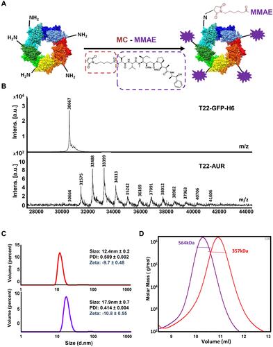 Figure 1 T22-AUR nanoconjugate characterization. (A) T22-GFP-H6 nanoparticle conjugation with maleimide functionalized MMAE (MC-MMAE) through protein lysine amines in order to form the T22-AUR nanoconjugate. The number of conjugated MMAE molecules (purple stars) is only illustrative. (B) MALDI-TOF mass spectrometry spectra of parental T22-GFP-H6 and T22-AUR nanoconjugate. Each peak over 30.6 kDa in T22-AUR indicates the covalent incorporation of an additional MMAE molecule (+911Da). (C) Volume size distribution (size) and zeta potential (zeta) of T22-GFP-H6 nanoparticle (red) and T22-AUR nanoconjugate (purple) determined by light scattering. Pdi indicates polydispersion index. Data are presented as mean ± standard error. (D) Average molar mass distribution of parental T22-GFP-H6 nanoparticle (red) and T22-AUR nanoconjugate (purple) determined by size exclusion chromatography coupled to a multi angle light scattering (SEC-MALS).