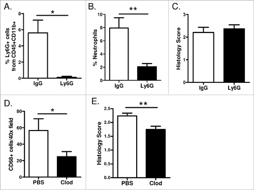 Figure 6. Macrophages promote EGFR-mediated lung tumorigenesis. (A) Flow cytometry analysis of lung single cell suspensions (n = 4/group; *p < 0.05), (B) quantification of neutrophils as a percentage of total white blood cells in peripheral blood smears (n = 7/group; **p < 0.01), and (C) histological analysis of tumors (n = 11–14/group) from EGFRL858R mice administered dox for 5 weeks and treated with Ly6G depletion or IgG isotype control antibodies. (D) Quantification of CD68 macrophage immunostaining (n = 3–5/group; *p < 0.05) and (E) histological analysis of tumors (n = 12–14/group; **p < 0.01) on lung sections from EGFRL858R mice administered dox for 5 weeks and treated with weekly IT injections of PBS or clodronate liposomes.