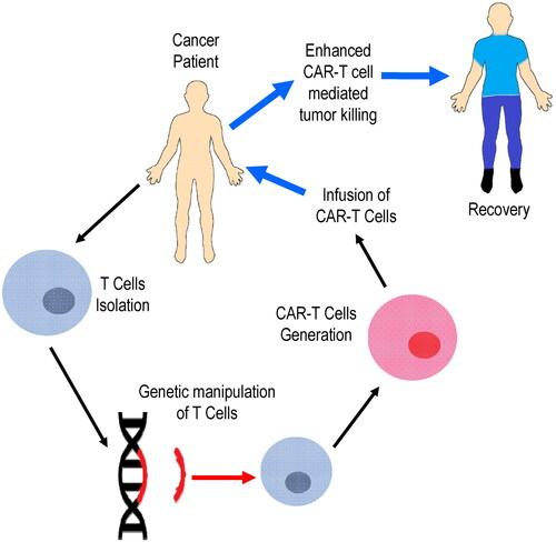 Figure 1. Fundamental and translational aspects of CAR-T cell cancer immune-therapy.