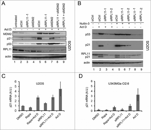 Figure 6. Silencing of RPL11 mimics the effect of rapamycin on the p53/21 response to nucleolar stress. (A) Combined siRNA/Act D experiment conducted in a sequential fashion. At zero time point U2OS cells were transfected with siRNA directed against RPL11 or siCtrl (final concentration 20 nM). After 18 hours the cells were treated with Act D (5 nM) and some of the samples as indicated were at this time transfected with siRNA targeting MDM2 (siMDM2). After an additional 18 hours of incubation the cells were harvested and extracted of proteins and level of MDM2, p21, p53, β-actin and RPL11 determined by immunoblotting (36 hours after time zero). (B) U2OS cells were transfected with siRNA-1 targeting RPL11 or siCtrl overnight. Cells were thereafter treated with nutlin-3 (10 μM) or Act D (5 nM) for an additional 18 hours. The blotting membrane was probed for RPL11, MDM2, p53, p21, and β-actin. (C) Real-time quantitative PCR (qRT-PCR) was employed to measure relative p21 mRNA levels (a.u, arbitrary units). U2OS cells were treated with rapamycin, rapamycin + Act D, or transfected with siRNA targeting RPL11 (siRPL11–1) and total RNA was prepared. Expression of p21 mRNA was normalized to that of GAPDH mRNA for each sample. (D) Similar to C, but U343MGa Cl2:6 cells were used.