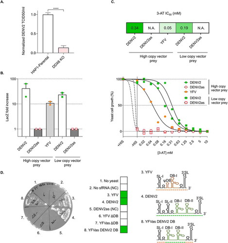 Figure 2. DDX6 has a proviral effect on DENV2 infection (A) and its binding to DENV2 sfRNA can be specifically detected by Y3H (B-D). (A) Genetic ablation of DDX6 expression in the human HAP1 cell line decreases DENV2 infectivity. Infectious virus yield in cell supernatant 2 days post infection (at an MOI of 1) is shown relative to HAP1-parental. n = 4 from two independent experiments. Unpaired t-test calculated in Graphpad Prism. ****p < 0.0001. (B + C) Elevated reporter gene expression in yeast resulting from functional Y3H interaction. Diploids expressing DDX6 as ‘prey’ and DENV2 sense sfRNA as ‘bait’ have markedly increased HIS3 and LacZ expression levels over diploids expressing antisense sfRNA employed as matched negative control ‘bait’. DDX6 was expressed from two different expression vectors to exclude vector-dependent effects. (B) Fold increase in LacZ expression over the antisense ‘bait’ control was determined in a coupled bioluminescent LacZ assay in two biological replicates. (C) HIS3 expression was titrated indirectly by measuring growth resistance of diploid Y3H cells to the competitive HIS3 inhibitor 3-AT. Growth was measured by absorbance (OD at 600 nm) in liquid cultures and normalized for SD/-LW (set as 100%) and SD/-LWH supplemented with 10 mM 3-AT (set as 0%). A 3-AT IC50 value was calculated with growth in SD/-LWH set as 100% (not shown). (D) Conserved dumbbell structures in the DENV2 sfRNA are required for DDX6-interaction in the Y3H. Different sfRNA variants of both YFV17D (construct 3) and DENV2 (construct 4) were assessed for DDX6 binding in Y3H. Diploids were grown overnight in SD/-LW medium and streaked for phenotypic analysis on SD/-LWH medium. In construct 6 (YFV ∆DB), the central dumbbell (DB) structure (orange) proposed to bind to DDX6 [Citation27] has been deleted. In construct 8, the tandem repeat DB-I and DB-II structures (blue) from DENV2 sfRNA have been swapped for the homologous RNA elements in the YFV sfRNA. Constructs 5 (DENV2as) and 7 (YFVas ∆DB) represent antisense controls for respectively construct 4 (DENV2 sfRNA) and construct 6