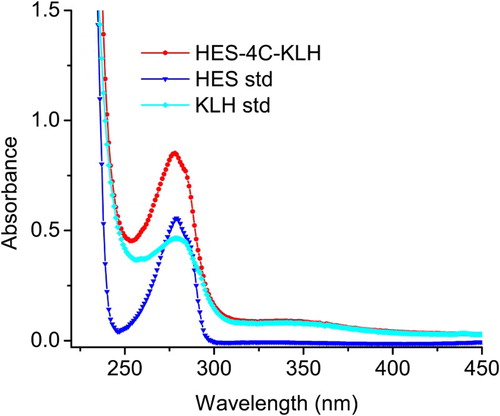 Figure 3. Ultraviolet absorbance spectra for HES, KLH and HES-4C-KLH.