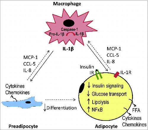 Figure 1. Schematic representation of IL-1β in the mediation of macrophage-induced adipocyte malfunction in obesity.