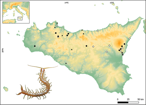 Figure 1. Occurrence localities of Plutonium zwierleini in Sicily. Black circles indicate novel sites where the centipede was directly observed by the authors; Black triangles report data from citizen science and personal communications; White diamonds represent bibliographic records of the species obtained from Bonato et al. (Citation2017). See Table I for more information on the novel occurrence localities of the species.