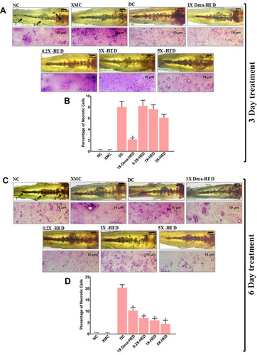 Figure 10 WiNeWsE assuages detrimental effects of SARS-CoV-2 S-protein on zebrafish kidney.