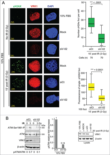 Figure 4. VRK1 is required for γH2AX foci induced by IR. (A) Effect of VRK1 knockdown (si-VRK1) on γH2AX foci in A549 cells, compared or si-Control. VRK1 detection by immunoblot is at the bottom. Number of foci were analyzed by immunofluorescence confocal microscopy, counted, and represented in the graph (at the top) while the fluorescence of individual foci is shown in the graph (bottom). H2AX phosphorylation in immunofluorescence was determined using a γH2AX phospho-specific antibody. (B) Effect of VRK1 knockdown on ATM activation by IR. The phosphorylation of ATM in Ser1981 was determined in A549 cells by protein gel blot using a phospho-specific antibody. All experiments were performed at least 3 times and the number of cells counted from each experiment is the same and where analyzed by ANOVA test.