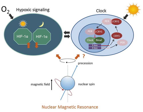 Figure 6. tNMR affects the cell autonomous clocks and hypoxic signaling in mammalian cells: Hypoxic signaling and the circadian clock are bi-directionally intertwined (Adamovich et al. Citation2016; Egg et al. Citation2013, Citation2014; Manella et al. Citation2020; Peek et al. Citation2016; Sandbichler et al. Citation2018; Wu et al. Citation2016). The hypoxic response is clock controlled and depends on the time of day (left). The circadian clock, in turn, is modulated by HIF-1α according to the available oxygen (right). The interaction between both cell circuits is indicated by the two arrows in the middle. tNMR affects both pathways, leading to up or down regulation of the respective genes and proteins, depending on the dose of irradiation. In unsynchronized mouse fibroblasts, tNMR does not induce expression of rhythmicity