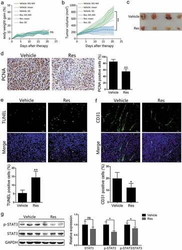 Figure 1. Resveratrol inhibits the growth of subcutaneous Hepa1-6 tumors in C57BL/6 mice. Individual C57BL/6 mice were injected subcutaneously with 5 × 106 Hepa1-6 cells. One week after implantation, mice were treated with vehicle or resveratrol for 21 days. Body weight gains (a) and tumor volumes (b) were measured every three days during the treatment. The solid line represents the value of a single mouse, the long dotted line and the short dotted line represent the mean and SD, respectively, pooled from 4 mice. Images of tumors at the end of the treatment are also shown (c). Paraffin sections were prepared for immunohistochemical staining using anti-PCNA antibody (d), TUNEL staining (e) or immunofluorescence staining using anti-CD31 antibody (f), and images were taken using microscopy (200×) (n = 4 mice/group). Phosphorylated-STAT3 (p-STAT3) and total STAT3 expression levels in the tumor tissue derived from resveratrol- or vehicle-treated mice (n = 3 mice/group) were measured via Western blotting (g). Representative images from each experiment are shown. Data are expressed as mean ± SD from a representative of three independent experiments (M, mice; Res, resveratrol; ns, nonsignificant; two-tailed t-test: *p < 0.05, **p < 0.01 vs. Vehicle)