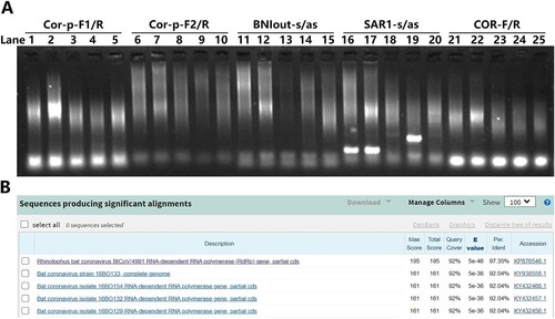 Figure 1. 1st-round of RT-PCR assay, amplification and sequence analysis of unusual pneumonia outbreak in Wuhan. (A) RNA samples were subjected to SARS-CoV specific RT-PCR primer sets as indicated, only the SAR1-s/as set showed obvious band. Lane 1, 6, 11, 16, 21 are samples of patient 1. Lane 2, 7, 12, 17, 22 are samples of patient 2. Other lanes are samples of other patients who are irrelevant to this study. (B) The Blast result of PCR products of patient 1 and 2.