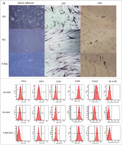 Figure 1. (A) Morphologic comparison of MSCs isolated under different conditions. Mesenchymal stem cells were isolated from the umbilical cord (WJ-MSCs), adipose tissue (AT-MSCs) and fetal bone marrow (F-BM) under same conditions. All cells were plastically adherent with a spindle-shaped morphology. In all 3 MSCs populations adipogenic and osteogenic differentiation could be induced as examined by Oil Red-Ostaining and von Kossa staining. (B) Immunophenotyping of MSCs. AT-MSCs, fetal BM-MSCs and WJ-MSCs, were labeled with antibodies against the indicated antigens, and analyzed by ﬂow cytometry. The markers including CD90 and CD105 showed positive and the markers CD34, CD14, HLA-DR and CD45 showed negative. The staining pattern of MSCs preparations was highly consistent to the markers of MSCs
