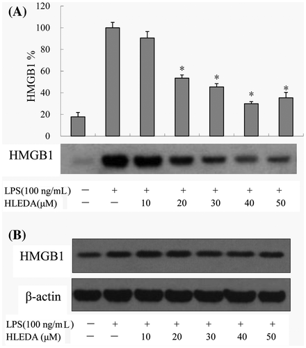 Fig. 5. Effect of HLEDA on the expression of HMGB1 protein in LPS-induced RAW264.7 cells. A: Effect of different concentrations of HLEDA on the expression of HMGB1 protein in the supernatant and quantitative densitometric analysis of HMGB1 protein in LPS-treated RAW264.7 cells. Mean values ± SD (n = 3). *p < 0.05 compared with the LPS-treatment group. B: Effect of HLEDA on total HMGB1 protein content in RAW264.7 cells. The expression level of HMGB1 protein in cellular extracts was normalized by β-actin levels.