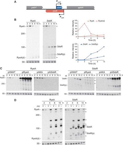 Figure 4. Analysis of cellular levels of SdsR and RyeA during growth. (a) Schematic presenting the genomic orientation of SdsR and its nearby genes. (b) Overnight cultures of MG1665 cells were diluted 1:100 in LB medium and grown at 37°C. Aliquots of cells were sampled from the cultures at specific time intervals and total cellular RNAs were isolated. Cellular levels of SdsR and RyeA were analyzed by Northern blotting. The membrane was probed with an anti-RyeA oligonucleotide and analyzed for RyeA signals. Then the membrane was briefly washed and reprobed with an anti-SdsR oligonucleotide. The remaining RyeA signals in the anti-SdsR probed membrane were indicated by asterisks. Relative band intensities of each RNA are also shown with growth times (right). pSdsR, SdsR-expressing plasmid derived from vector pHM4T. SdsR(p), the processed form of SdsR. RyeA(d), a degradation product of RyeA. (c) MG1665 cells containing pASdsR or pRyeA were treated with 1mM IPTG to induce ectopic SdsR or RyeA expression at a growth time point of 1 h. Total cellular RNAs were isolated and analyzed for cellular levels of SdsR and RyeA as in (b). pHM4T and pAKA, control vectors. pRyeA, RyeA-expressing plasmid derived from vector pHM4T. pASdsR, SdsR expressing plasmid from vector pAKA. (d) SDF204 (rnc+) and SDF205 (rnc−) cells were analyzed for cellular levels of SdsR and RyeA as in (b).