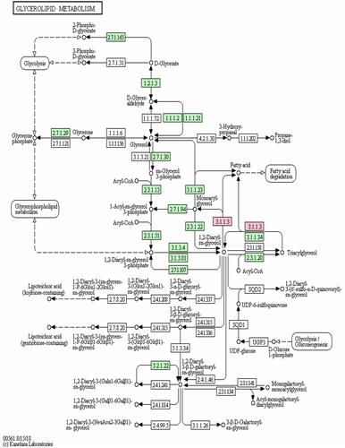 Figure 6 The KEGG pathway map of PNLIPRP1 involved in the process of triglyceride metabolism.