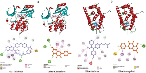 Figure 4. 3D and 2D visualization of protein-ligand interactions. a) interaction between AKT1-inhibitor and AKT1-Kaempferol. b) interaction between ERα-inhibitor and ERα-Kaempferol.