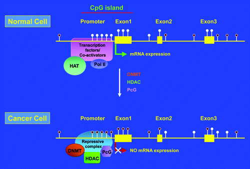 Figure 2. Schematic representation of promoter CpG island hypermethylation in cancer. Filled and unfilled lollypops represent methylated and unmethylated CpGs, respectively. HAT, histone acetyltransferase; Pol II, DNA polymerase II; DNMT, DNA methyl transferase; HDAC, histone deacetylase; PcG, polycomb group proteins.
