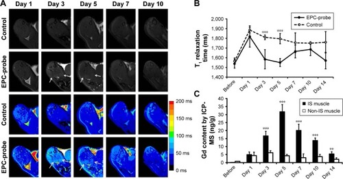 Figure 4 MRI tracking of bCD-PLL-labeled EPCs migrating to ischemic muscle and Gd concentrations measured via ICP-MS. (A) Representative T1-weighted spin echo images with color-scaled signal intensities and (B) the T1 relaxation times in hindlimb muscle observed at different times after the injection of bCD-PLL-labeled EPCs or control saline. The arrows indicate contrast enhancement at the periphery of ischemic muscle on days 3 and 5 after the injection of bCD-PLL-labeled EPCs. (C) Gd concentrations measured in ischemic and nonischemic muscle tissue via ICP-MS. **P<0.01, ***P<0.001.Abbreviations: EPC, endothelial progenitor cell; MRI, magnetic resonance imaging; bCD, bacterial cytosine deaminase; PLL, poly-L-lysine; ICP-MS, inductively coupled plasma mass spectrometry; IS, ischemic.