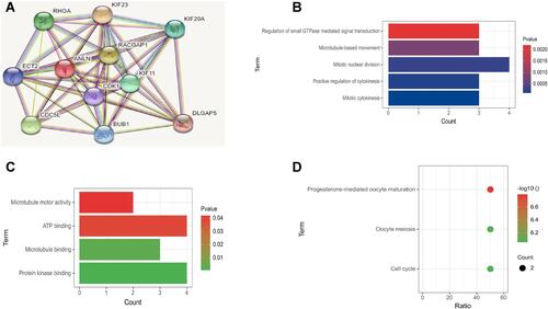 Figure 8 PPI network, GO, and KEGG enrichment analysis of ANLN-enriched genes via STRING and DAVID. (A) PPI network of ANLN-enriched genes; (B) BP GO terms of ANLN-enriched genes; (C) MF GO terms of ANLN-enriched genes; (D) KEGG terms of ANLN-enriched genes.
