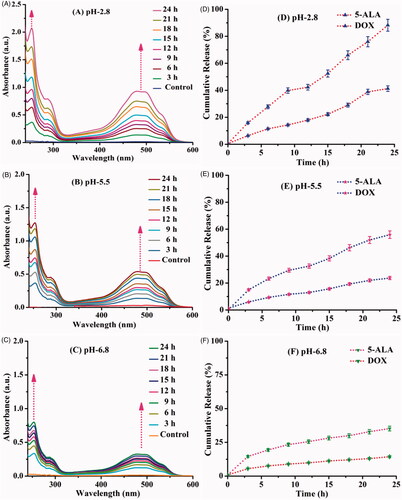 Figure 7. In vitro drug release behavior of 5-ALA and DOX drug from DOX/5-ALA-CQD-BOC-Glu-β-CD under three different physiological pHs (A) 2.8, (B) 5.5, (C) 6.8 at 27 °C for 24 h (A–C). Cumulative drug release (%) behavior (D–F).