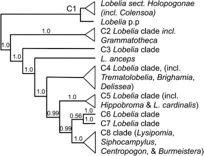 Figure 10 Relationships in Campanulaceae subfam. Lobelioideae after Antonelli (Citation2008: trnL–F region; rbcL, ndhF; PP shown where < 1.0, not shown for C1 clade). C1 clade modified following EB Knox (pers. comm.) by addition of L. sect. Holopogonae.