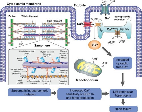 Figure 1 Schematic representation of heart failure due to sarcomeric/intrasarcomeric mutations. Mutations in the proteins responsible for the maintenance of sarcomere structure and function result in inefficient or excessive use of ATP and a consequent energy deficiency. The energy requirements then compromise calcium homeostasis in the cell, resulting in, among other events, an increase in calcium sensitivity of the ATPase SERCA and increased cytosolic free calcium. The contractibility of the myocyte is then compromised, ultimately resulting in cell death and consequent myocardial fibrosis. This myocardial fibrosis and further ischemia may result in left ventricular hypertrophy, increasing the risk of heart failure.