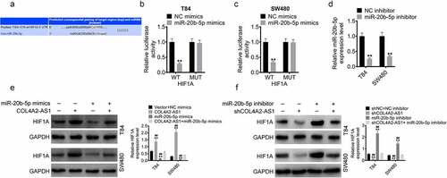 Figure 6. COL4A2-AS1 acted as a ceRNA of miR-20b-5p to regulate HIF1A expression. (a): TargetScan predicted the binding region between miR-20b-5p and the HIF1A 3ʹ-UTR. The effects of wt-HIF1A or mut-HIF1A on miR-20b-5p expression were detected by dual-luciferase reporter assay on T84 (c) and SW480 cells (d). (d): The expression of miR-20b-5p was decreased by miR-20b-5p inhibitor. (e): Western blot was performed for determining the expressions of HIF1A in T84 and SW480 cells transfected with control, COL4A2-AS1, miR-20b-5p mimics or COL4A2-AS1 + miR-20b-5p mimic. (f): Western blot was performed for determining the expression of HIF1A in T84 and SW480 cells transfected with control, shCOL4A2-AS1, miR-20b-5p inhibitor or shCOL4A2-AS1 + miR-20b-5p inhibitor. **P < 0.01, ##P < 0.01
