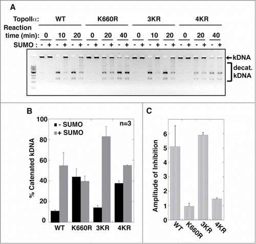 Figure 2. The SUMOylation of TopoIIα-CTD is not required for the SUMOylation-dependent inhibition of decatenation activity. (A) Both unSUMOylated (−) and SUMOylated TopoIIα (+) WT, K660R, 3KR, and 4KR were incubated with kinetoplast DNA (kDNA) for the indicated time. The reactions were resolved in an agarose gel to separate decatenated (bracket) from catenated DNA (arrow). (B, C) The band intensity of catenated kDNA from 3 independent experiments was measured as described in the Materials and methods. The relative amount of remaining catenated kDNA is presented as % catenated kDNA (F), and the inhibition rate by SUMOylation of each reaction was calculated by (% catenated DNA in +SUMO reaction)/(% catenated DNA in -SUMO reaction) in each assay with standard error.