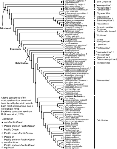 Figure 8 Morphological cladistic and paleobiogeographic analyses of Delphinidae and relationships of Eodelphis kabatensis (Horikawa, Citation1977) under the constraint tree of molecular phylogenetic analysis. The Adams consensus of 68 most parsimonious trees, found by tree bisection-reconnection.