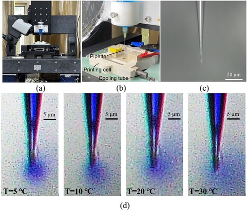 Figure 2. Microscale diffusion process of the electrodeposition electrolyte in the supporting electrolyte: (a) printing setup; (b) printing cell; (c) nanopipette; (d) diffusion at different temperatures.