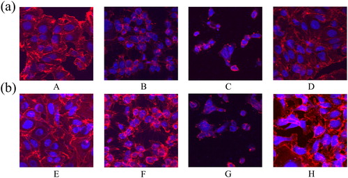 Figure 3. Damage of β-conglycinin or glycinin on the cytoskeleton of IPEC-J2 cells. (a) The cytoskeletal damage of IPEC-J2 cells was detected by immunofluorescence after treatment with β-conglycinin (b) The cytoskeletal damage of IPEC-J2 cells was detected by immunofluorescence after treatment with glycinin. The letters at the bottom of figures indicate that: A: control group; B: 5 mg mL−1 β-conglycinin group; C: 10 mg mL−1 β-conglycinin group; D: 10 mg mL−1 β-conglycinin + caspase-3 inhibitor group; E: control group; F: 5 mg mL−1 glycinin group; G: 10 mg mL−1 glycinin group; H: 10 mg mL−1 glycinin + caspase-3 inhibitor group.