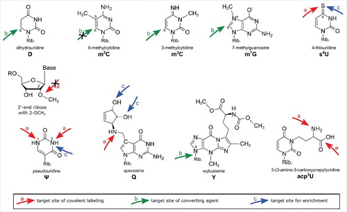 Figure 1. Overview of modified nucleosides. The arrows indicate the target sites in the modified nucleosides responsible for their reactivity with the described reagents. Red arrows: covalent reaction, green arrows: converting reaction, blue arrows: physicochemical interaction.