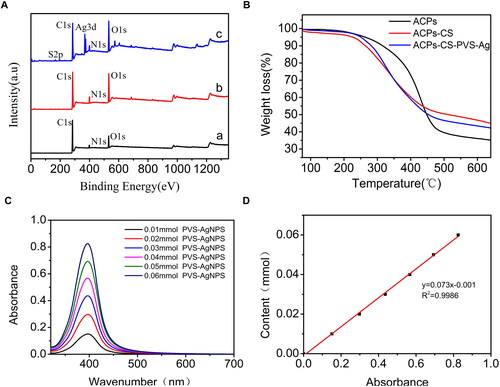 Figure 5. Silver nanoparticles successfully adhered to the surface of ACPs-CS particles. (A) XPS results of ACPs (a), ACPs-CS (b) and ACPs-CS-PVS-Ag (c). (B) Thermogravimetric curves of ACPs (black), ACPs-CS (red) and ACPs-CS-PVS-Ag (blue). (C) UV-VIS full-wavelength analysis of PVS-Ag with different concentrations. (D) Standard curve for the PVS-Ag content determined by UV-VIS full-wavelength scanning.