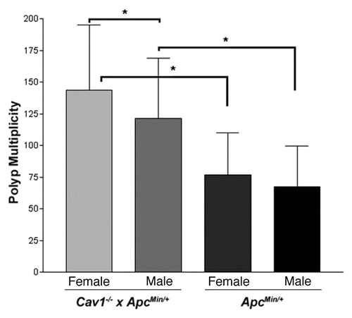 Figure 3 Female mice from the Cav1−/−x ApcMin/+ colony develop more polyps than male mice at 120 days of age. Average polyp number detected in the small intestine and colon combined. (*p < 0.05; **p < 0.005; ***p < 0.001; n = 46 for female mice and n = 58 for male mice from the Cav1−/−x ApcMin/+ colony; n = 50 for female ApcMin/+ mice and n = 97 for male ApcMin/+ mice. Error bars represent standard deviation).