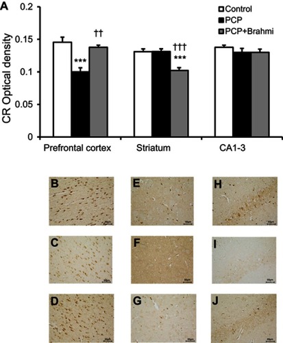 Figure 3 (A) CR optical density in the prefrontal cortex, striatum, and CA1–3 of control, PCP, and PCP+Brahmi groups (n=9/group). Data are mean±SEM. ***P<0.001 vs control, ††P<0.01, †††P<0.001 vs PCP. (B) Photomicrographs showing CR immunoreactivity in one area of interest (500 μm×500 μm) in the prefrontal cortex of control, (C) PCP administration, and (D) PCP+Brahmi groups, (E) in striatum of control, (F) PCP administration, and (G) PCP+Brahmi groups, (H) in CA1–3 of control, (I) PCP administration, and (J) PCP+Brahmi groups. (40× magnification, scale bar: 50 μm.) CR immunoreactivity of each rat was measured in five areas of interest, and the distance between each area of interest was 500 μm.