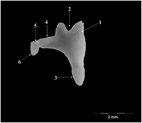 Figure 3. Incus-native specimen.